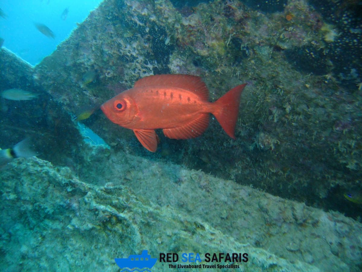 Even the fish like to explore the wrecks of the Red Sea 🐟 🐠 ⚓️

#RedSea #Egypt #Scuba #Diving #ScubaDiving #RedSeaSafaris #Safaris #Liveaboards #LiveaboardHolidays #DiveTravel #DiverTravel