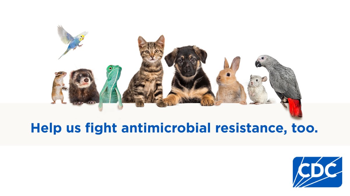 #AntimicrobialResistance can affect the health of people & animals. Antimicrobial-resistant germs can spread between people, animals & the environment. Learn how to keep your pets healthy: bit.ly/3RMhDoq #NationalPetDay