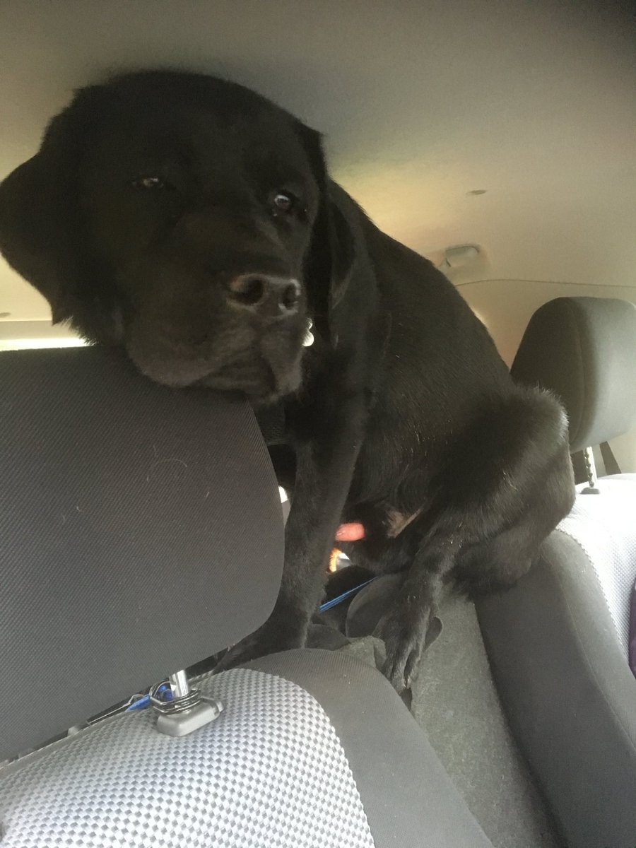 Since it’s #NationalPetDay2024 let’s remember the time Monty didn’t like the new bed I got him for the back of the car & decided he’d perch on the gap between the two front headrests instead until it was removed out of his sight… 🐾🐾