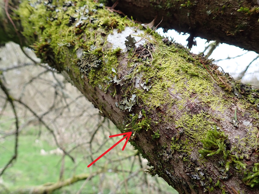Interesting time just now in a wood in East Lothian, SE Scotland: the tiny liverwort Microlejeunea ulicina on birch (first record of it in this county), and the moss Ulota calvescens on two willows (second record for the county; I found the first one just two weeks ago).