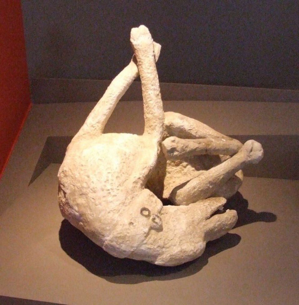 CreepyKnowledge's tweet image. Cast of a dog that was found at Pompeii. The dog died after the eruption of Mount Vesuvius in 79 AD.