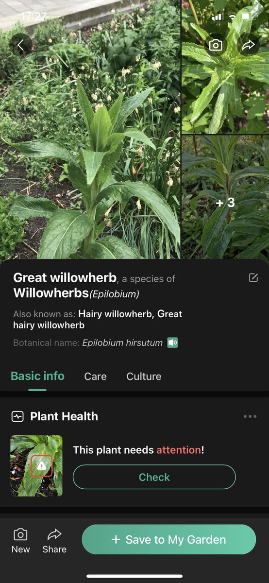 AmyEveGalloway's tweet photo. @KristieDeGaris My plant app says Great Willowherb! And shows pics of other plans with serrated edges 👍 https://t.co/dXKBrUXDSW