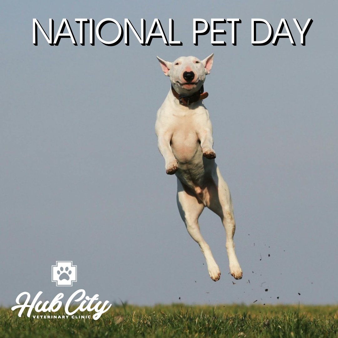 We are jumping for joy on National Pet Day! Give your furry friend some extra love and treats today 🐾🥰 #NationalPetDay #FurBabies #PetsAreFamily #LoveOurPets #hubcityvetlbk