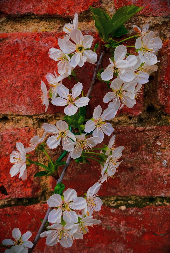 Beauty Rising #Flower #Climber #Floral #Nature #Photography