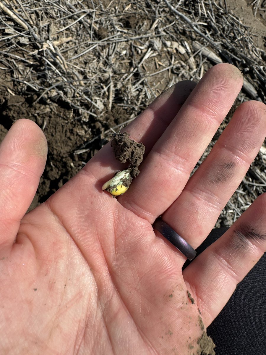 meg_bourns's tweet photo. The final PhD field season is officially on. #plant24 let’s do this 🌽🌱 https://t.co/Xlh7t8IVEi
