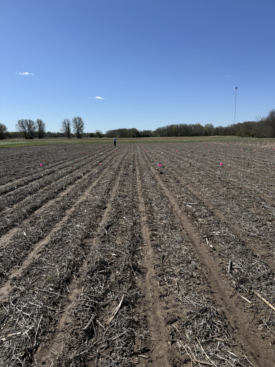 meg_bourns's tweet photo. The final PhD field season is officially on. #plant24 let’s do this 🌽🌱 https://t.co/Xlh7t8IVEi