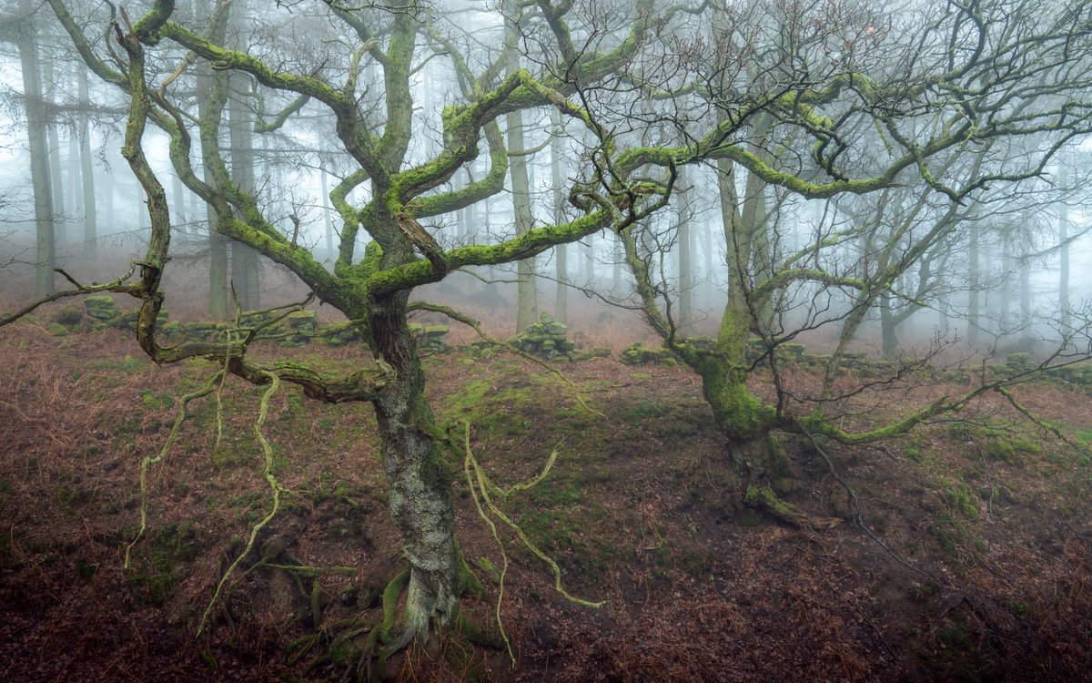 So old gnarly oaks.. @OPOTY @UKNikon #woodlandphotography #nature