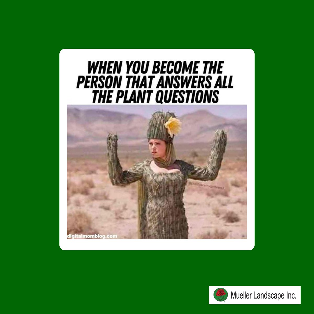 It's not always easy being the expert, but it does make one feel good. 😌🌿

#Gardening #Gardeningservices #LandscapeDesign #GardeningGoals #GreenThumbLife #GardeningMeme #PlantsMeme