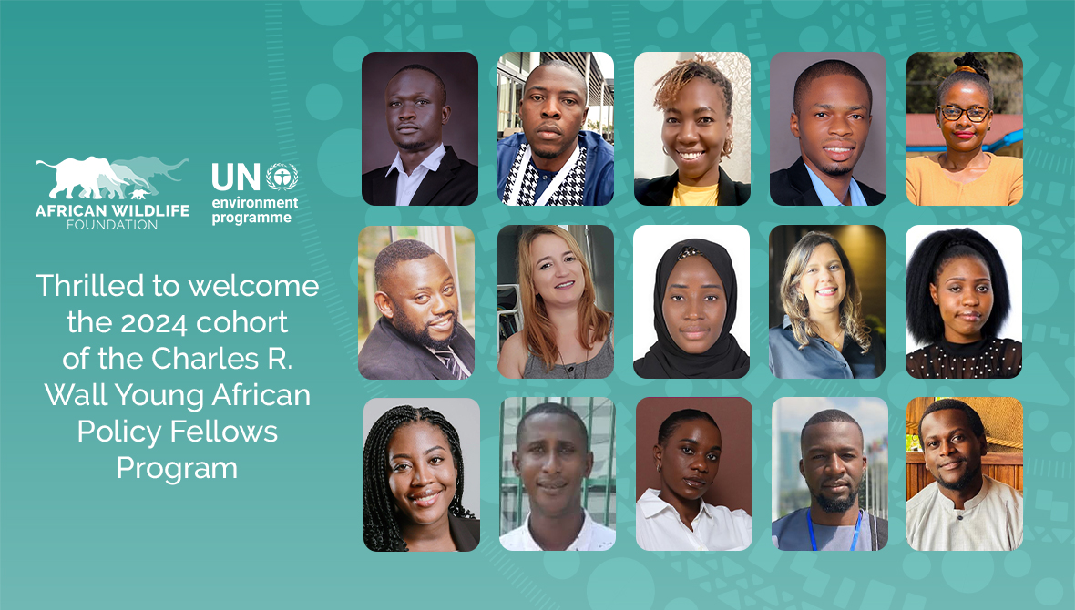 AWF_Official's tweet photo. We're delighted to unveil the 2024 African Wildlife Foundation Charles R. Wall Young African Policy Fellows, an initiative in partnership with the @UNEP  selected from more than 2000 applications. 
Congratulations to the 2024 cohort! https://t.co/eSuMGRNjNe