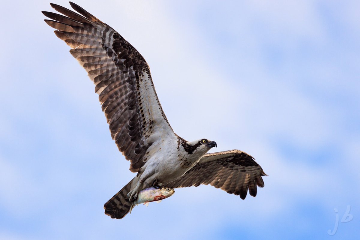 Osprey in flight with lunch #TwitterNatureCommunity #BirdsSeenIn2024 #BirdTwitter #birding #birds #birdsofprey #birdphotography #ThingsOutside #ThePhotoHour #birder #birdwatching #NaturePhotography #BirdsOfTwitter #Osprey