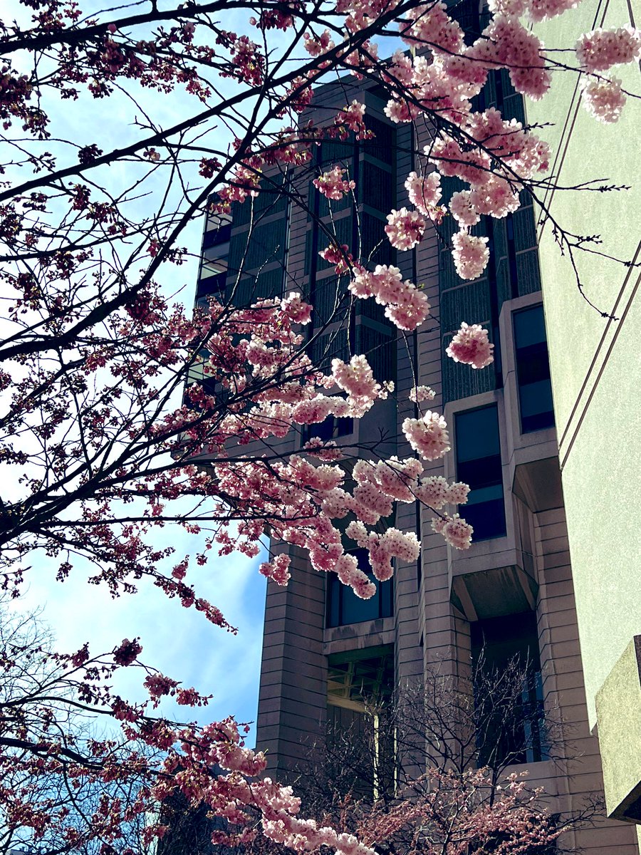 Sakura watch is officially underway at Robarts Library 🌸👀 Stay tuned for updates #UofTBlooms