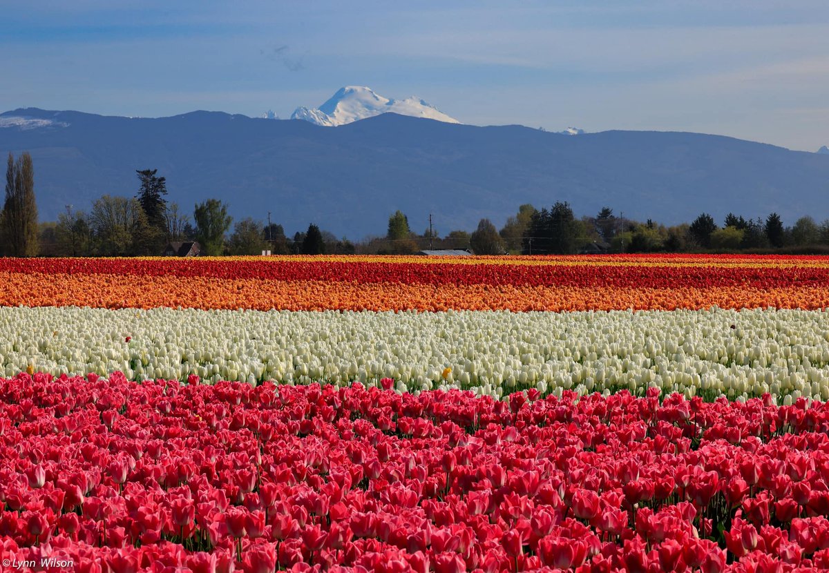 Sooo Northwest! 🌷🗻 📸: Lynn E. Wilson at the tulip fields with Mount Baker in the distance