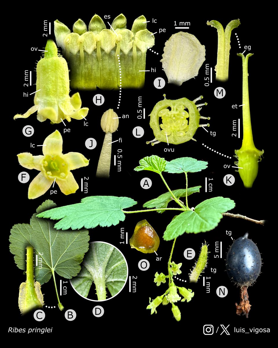Ribes pringlei (Grossulariaceae) #botany #flowers #taxonomy #plants