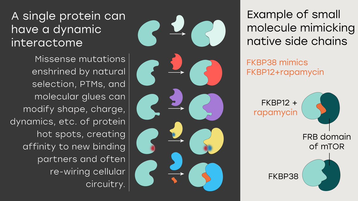 1/4 A Perspective on proximity-inducing #molecularglues and bifunctional compounds in relation to hot-spot-associated missense mutations enshrined by natural selection and posttranslational modifications (PTMs). chemrxiv.org/engage/chemrxi…