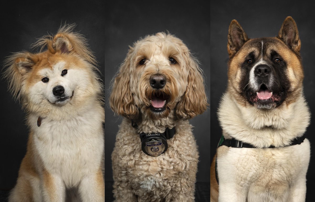 Celebrating #NationalPetDay with our MVPs (Most Valuable Pooches) - Tomo, Gracie & Toshi, our resident #therapydogs. Keep an eye out for these furry friends if you need a smile. #mentalhealthawareness 🐾 bit.ly/49xmBdV