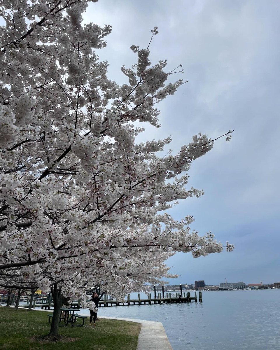 This is your sign to go to D.C. and celebrate cherry blossom season! 😍 🌸