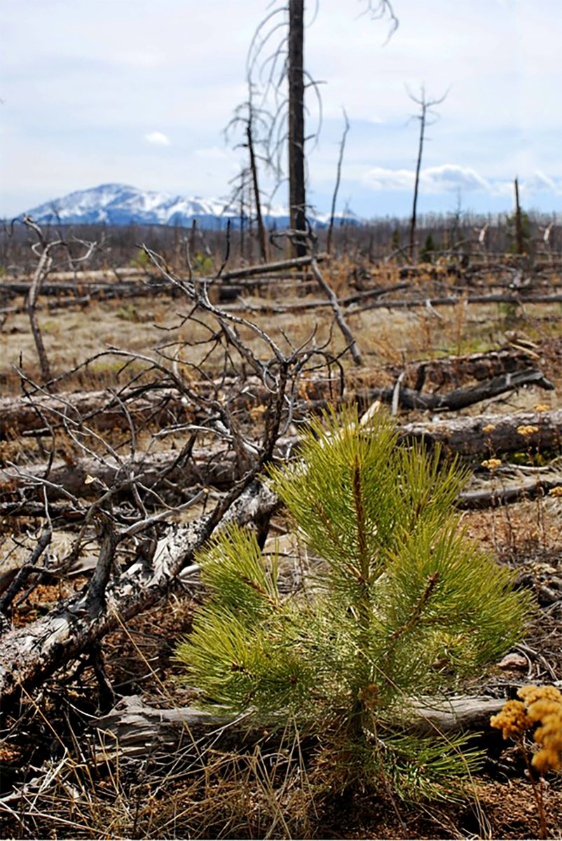 The planting of 500 acres on the Hayman burn scar north and east of Cheeseman Reservoir on the Pike-San Isabel National Forests has begun and will continue over the next 10 days. Burn Scars are lasting effects of a wildfire that leave behind charred, barren land. #Reforestation