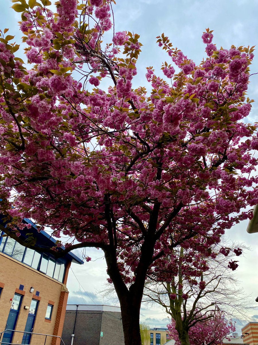It is ALWAYS a pleasure to be at @SJNCCSchool, but especially when you’re greeted with such gorgeous (and not to mention- on brand!!) blossoms. 

@CurveLeicester @NT_Schools @LungTheatre #NTSpeakUp