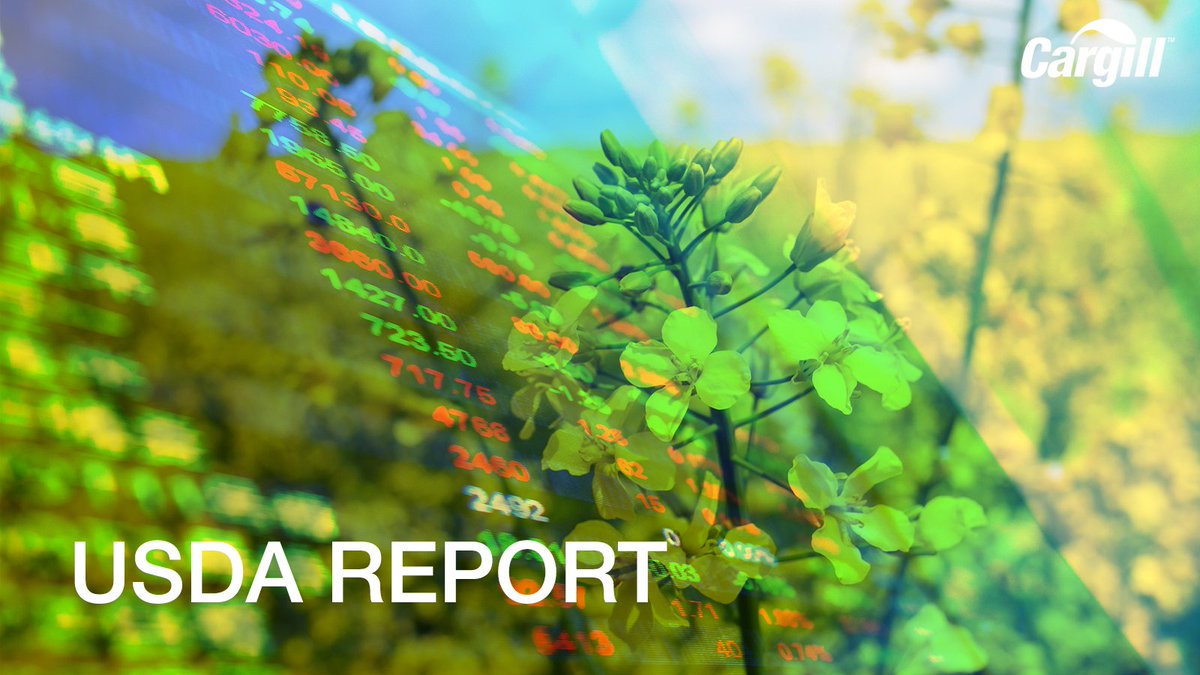 CargillAgCanada's tweet photo. USDA report had a muted market reaction despite bearish results relative to trade estimates. Brazilian production unchanged for corn & beans which was bearish relative to pre-report estimates. USDA raised wheat & bean stocks but trimmed U.S. corn. #GrainMarketing #MarketSense https://t.co/J1ElbxYW2p