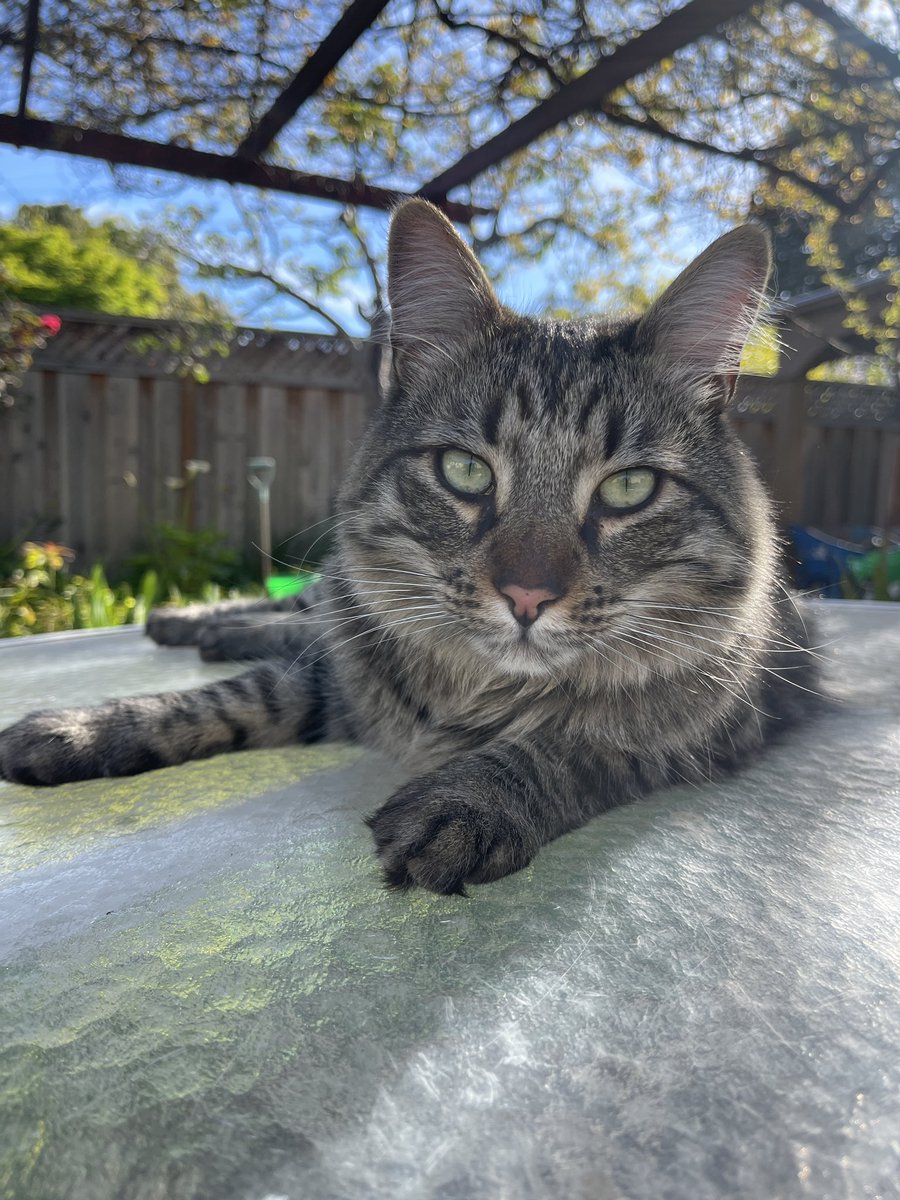 #hedgewatchforvienna
I’m dedicating my #Hedgewatch to Vienna who recently joined the Rainbow Branch. Sending love to his family❤️🐾
❤️Basil❤️ 
#CatsOfTwitter