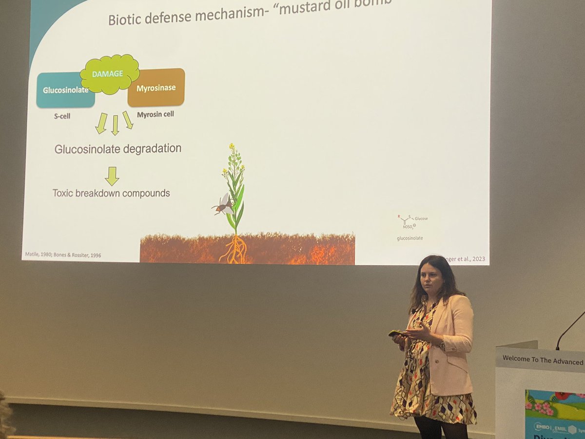 Let’s talk again about specialised metabolites: glucosinolates. 
#EESPlantDiversity