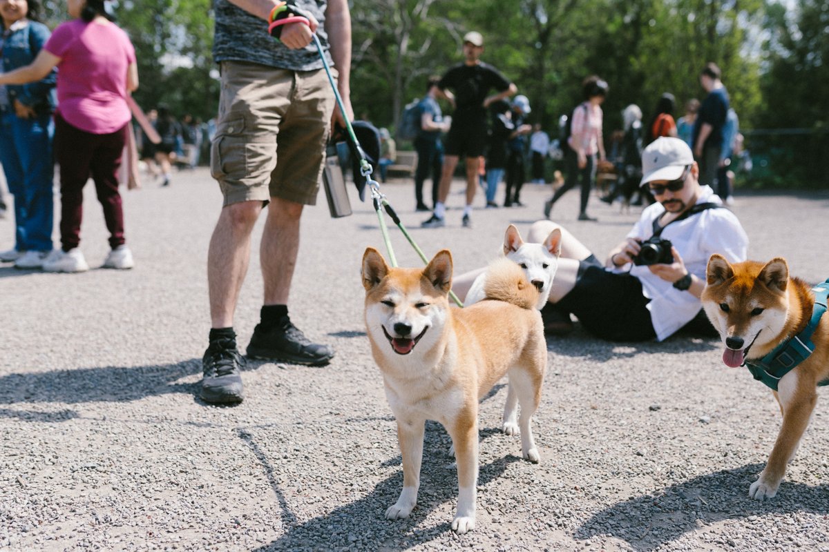 Pendant la Semaine du Japon à #Montréal, vous pourrez assister au plus grand rassemblement d'Akita et de Shiba Inu de la ville! 😍🐶 📆 11 mai 📍Parc à chien du Parc Sir-Wilfrid-Laurier. ℹ️facebook.com/events/3543622… 📷 Semaine du Japon #NationalPetDay