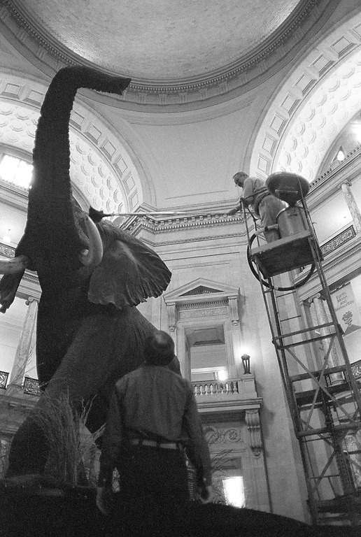 Warmer weather got you in the mood for spring cleaning? Enjoy this throwback to a 1984 feather duster cleaning of Henry, our 11-ton African elephant that has graced the museum’s Rotunda since 1959.