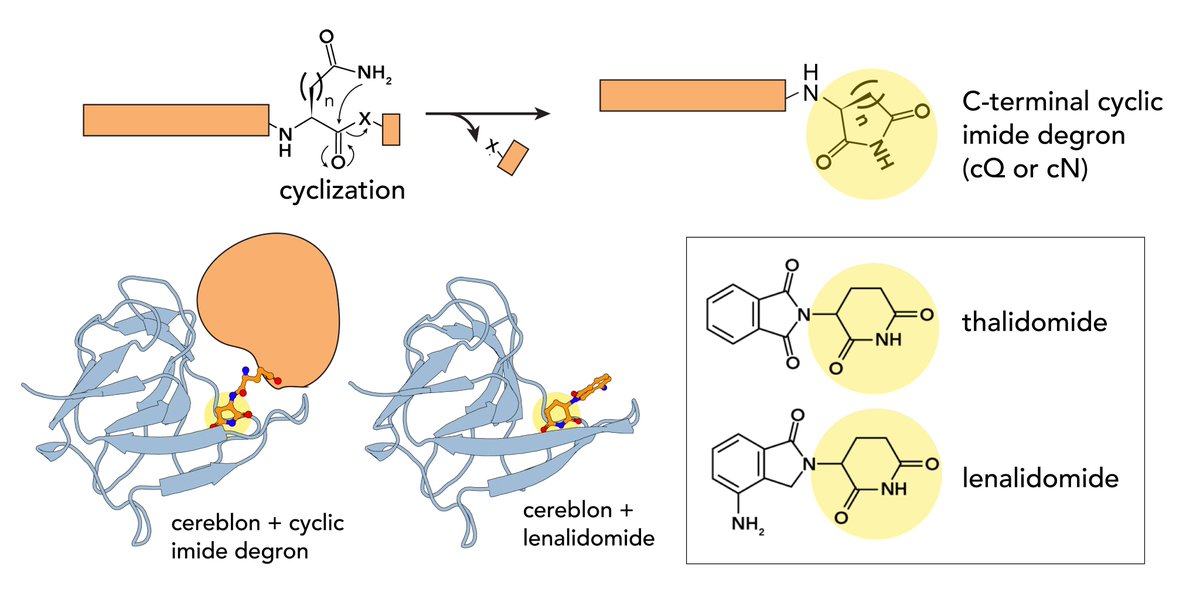 4/4 In an illustration of their relationship to PTMs, molecular glues mimic a modification that recruits degradation machinery. 

(See the Perspective for additional insights into and examples of proximity-inducing compounds.)

(See original post here: x.com/arenabioworks/…)
