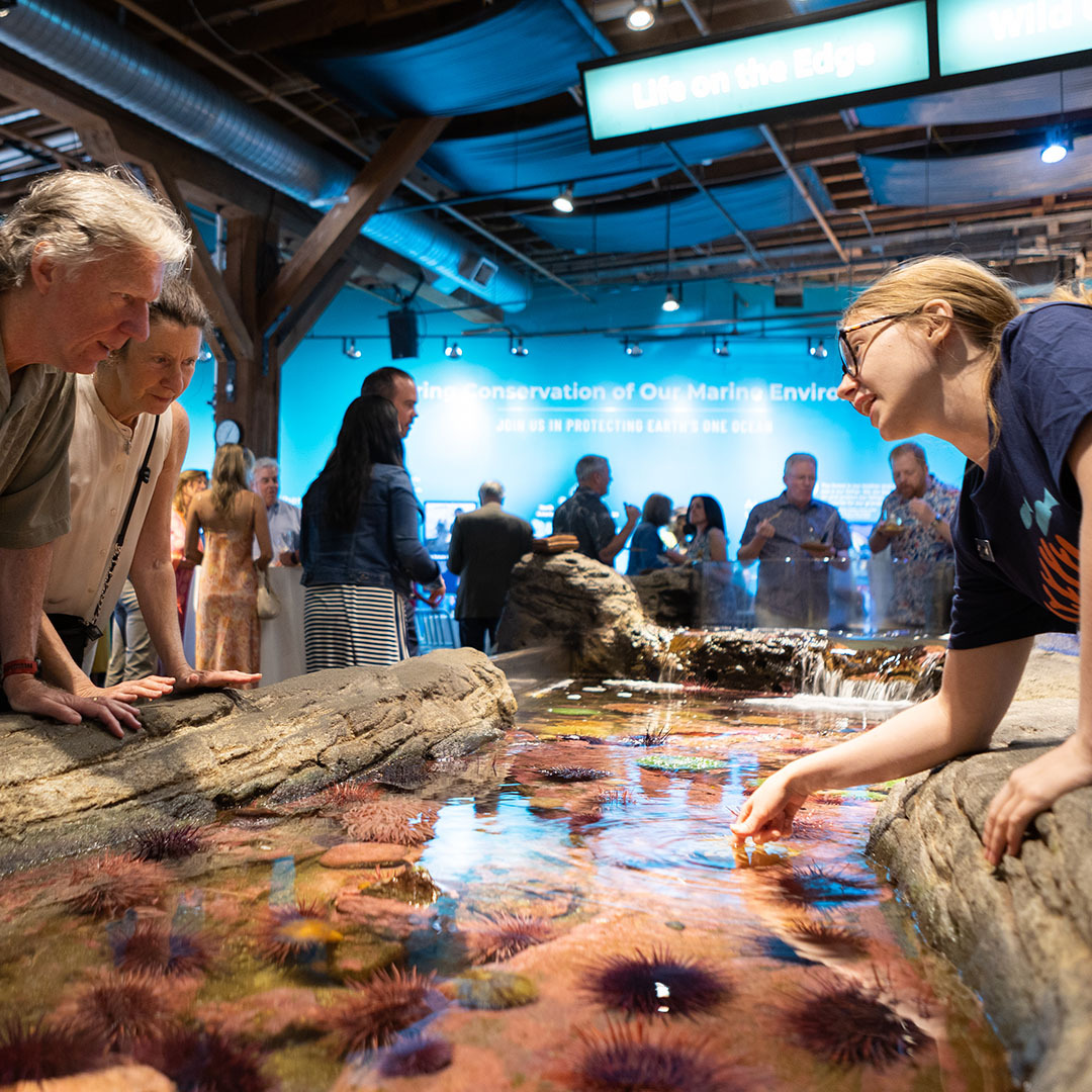 Friday, June 7 📣 Dive into the Seattle Aquarium's Splash! 2024 signature fundraising gala and celebrate our one world ocean! 🌊 Enjoy special animal enrichments, exclusive tours and more—with a cocktail and hors d’oeuvres in hand. Get tickets today: SeattleAquarium.org/Splash/