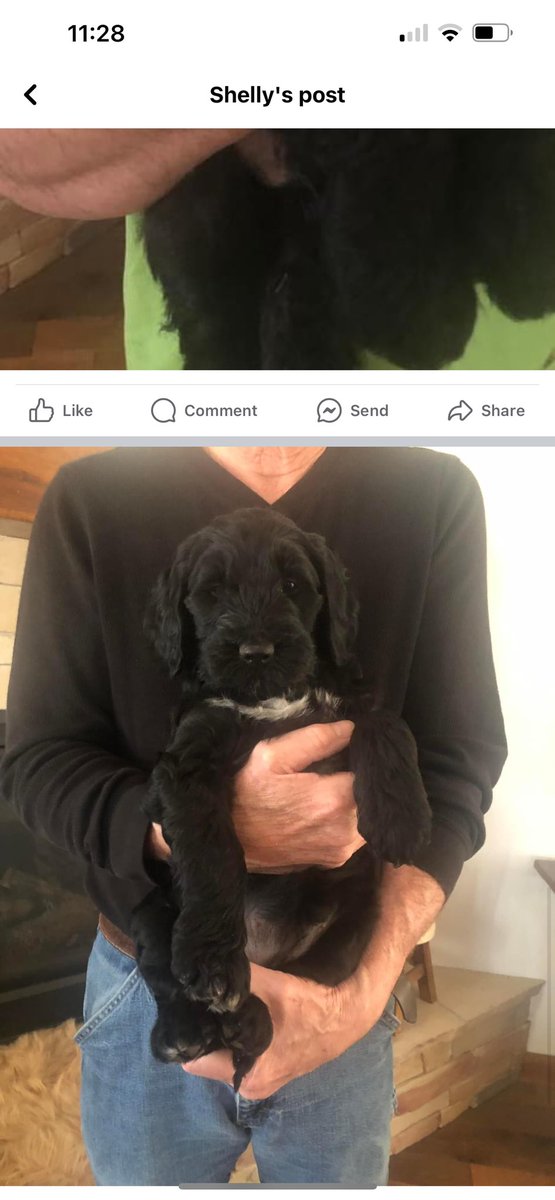 If anyone is in the market for a new pup, there is some golden doodles available for pick up on April 16th! The breeder is super easy to work with and a great person! Lmk if you are interested and we can make something happen. 2 boys and 2 girls available! Here are some pics!!!