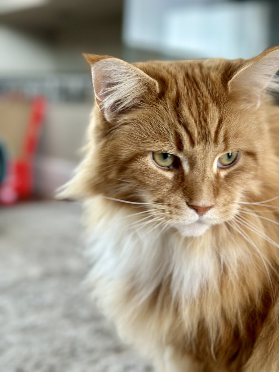 Buddy has gone full lion for #fluffyfursday! 😸😸🦁🦁 #teamfloof #CatsOfTwitter