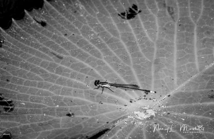 Art of the Day: 'Damselfly 1 Black n White Signed'. Buy at: ArtPal.com/ccgrin?i=11084…