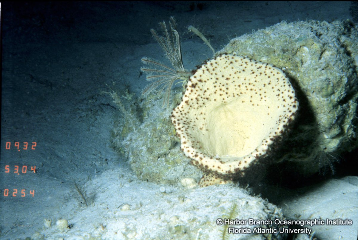 April 13-22, researchers from @HarborBranch will explore deepwater areas around #PuertoRico & #USVI in search of #sponges, #corals, & microorganisms that may be keys to treating & preventing medical conditions, both known & unknown. oceanexplorer.noaa.gov/explorations/2…