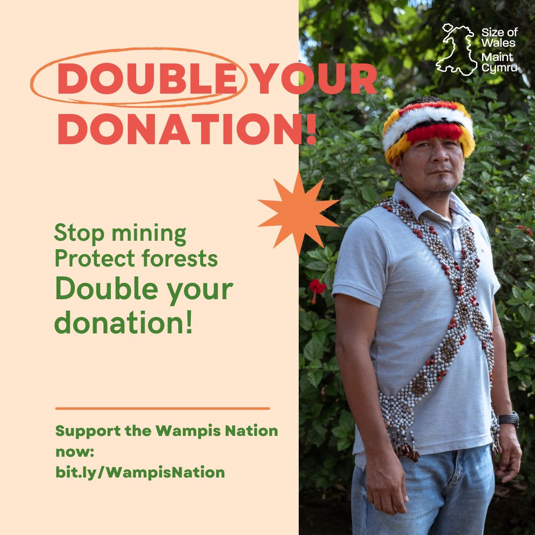 🚨1 week to go We are taking part in the #GreenMatchFund raising funds for our partners the @NacionWampis who face severe threats from illegal miners. ‼️ Double your donation between 18-25 April: bit.ly/WampisNation