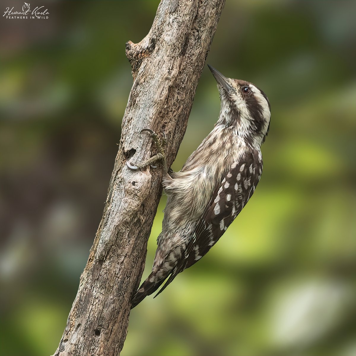 Our today's theme is 'Woodpecker Special'. There are around 240 species of the same in World. Do post your favorite Woodpecker species. Most liked pic in comment, will be reposted. Do vote for best pic.

Sunda Pygmy Woodpecker

#IndiAves #ThePhotoHour #WoodpeckerOfTheWorld