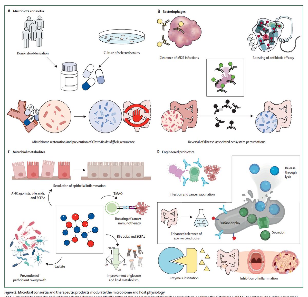 The future of gut microbiome manipulation in medicine laid out here is remarkable sciencedirect.com/science/articl… @Will_fusco @Elinav_Lab @gianluca1aniro @GiovanniCammar9 @HepatologyHugh @LancetGastroHep