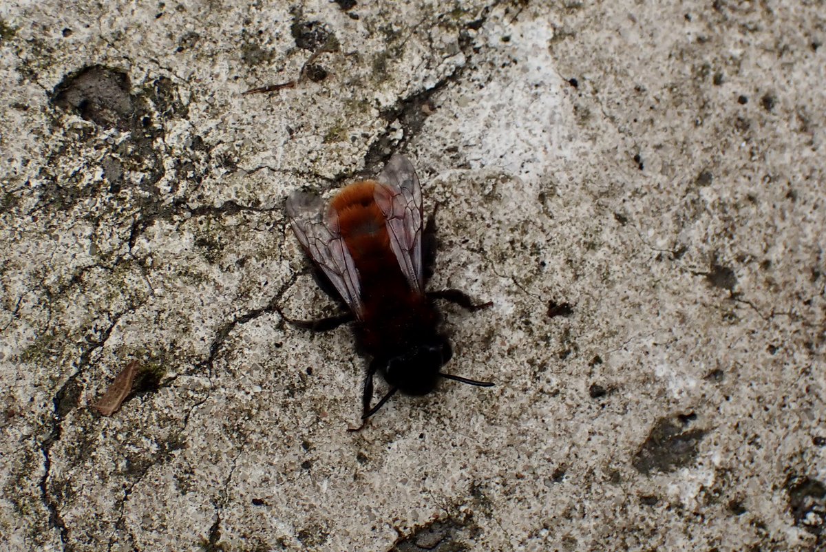 A few of the Bee species we found at Warkworth today male and female Hairy-footed Flower Bee, Buffish Mining Bee and Tawny Mining Bee @NENature_