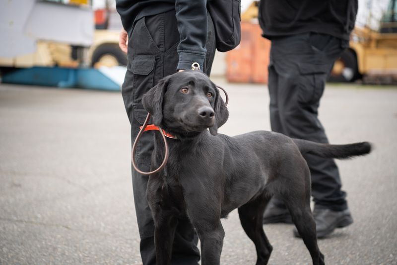 #YourWSP troopers have the privilege of working alongside the best colleague you could have- a K9. Our K9 teams are critical in ensuring everyone traveling on our <a href="/wsferries/">Washington State Ferries</a> can do so safely.

#NationalPetDay