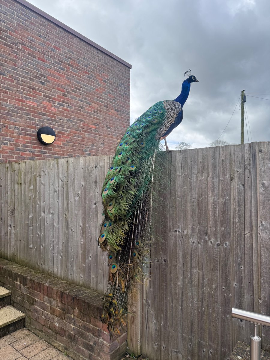 This National Pet Day, we are sharing ‘Percy’, our neighbour's peacock, who has adopted YMS as his 2nd home! He has been enjoying the tranquil grounds whilst our pupils have been on Easter break. They will be thrilled to see him when they return to school! #NationalPetDay #YMS