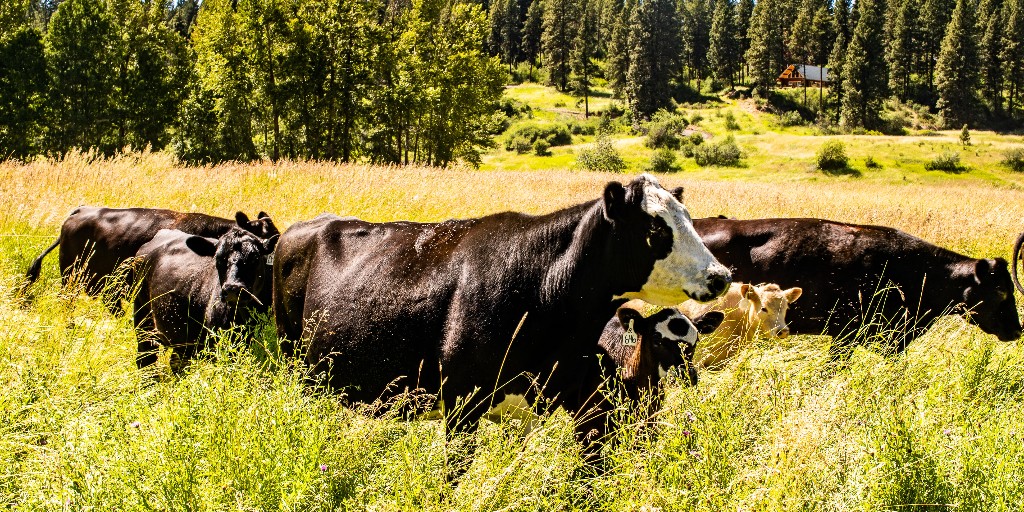 As the weather warms up, flies begin to emerge and can be a problem for producers, reducing cattle health and performance. Learn more about effective fly control strategies and find tips on protecting your herd here: bit.ly/3VT6yE5.