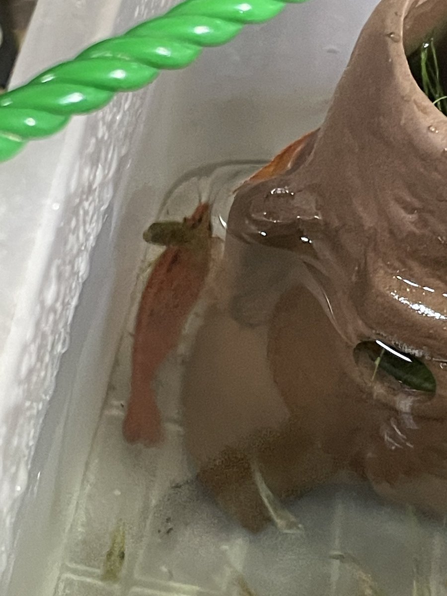 由於水一直冒泡泡我決定又重新養水水 耖 還有我的網球蝦變紅色了嗎的嚇死我了還以為26度的水溫他熟了 https://t.co/xPByXWAVAH