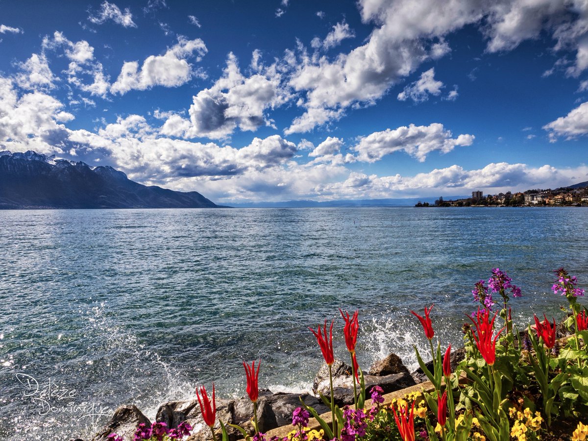 Entre lac et montagnes, Montreux 🌺💙💛🏔️🇨🇭
#vaud #suisse #switzerland #schweiz #landscape #paysage #leman @MySwitzerland_e