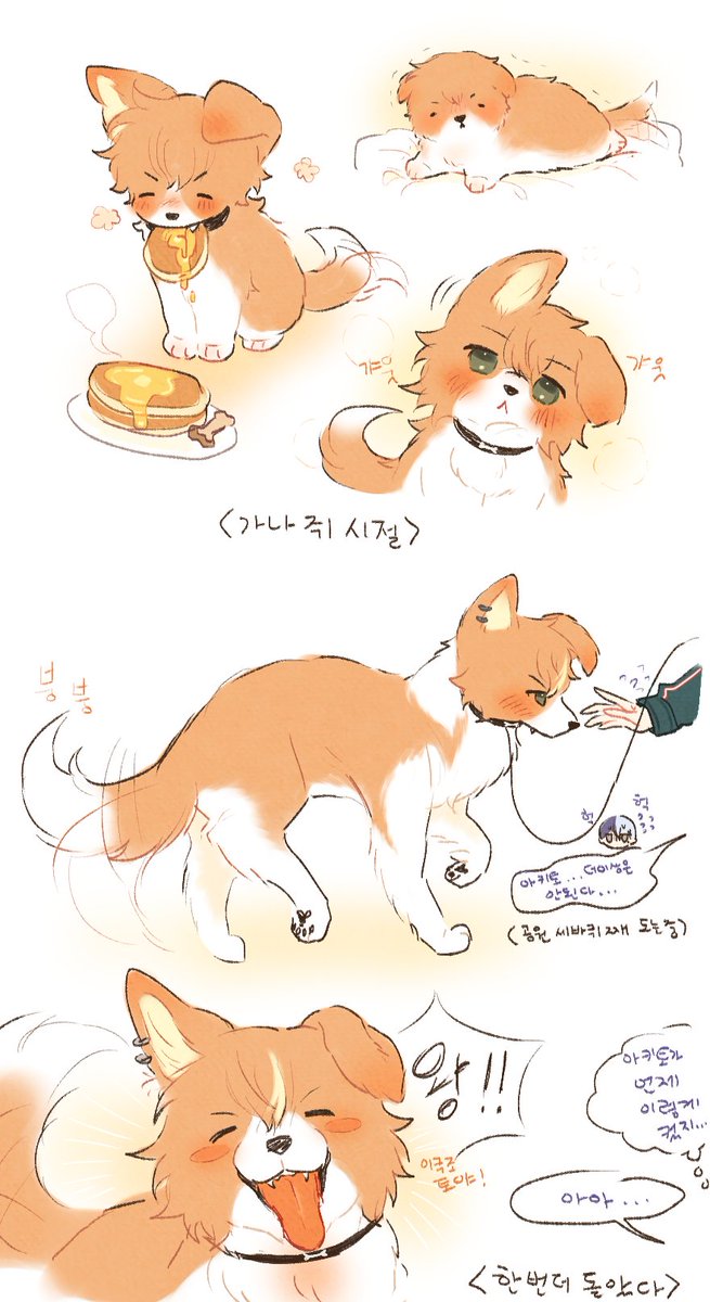 아키토가 보더콜리라니...