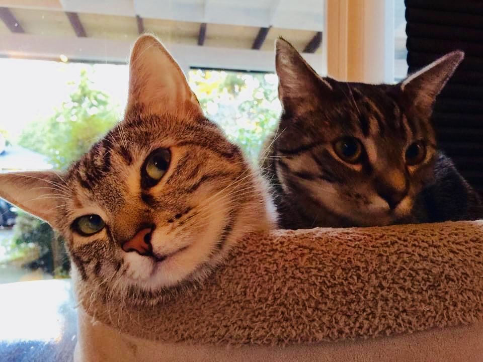 A throwback pic of when we were 1 years old and I was working on my flirty look. 😹♥️😽🐾— Hazel