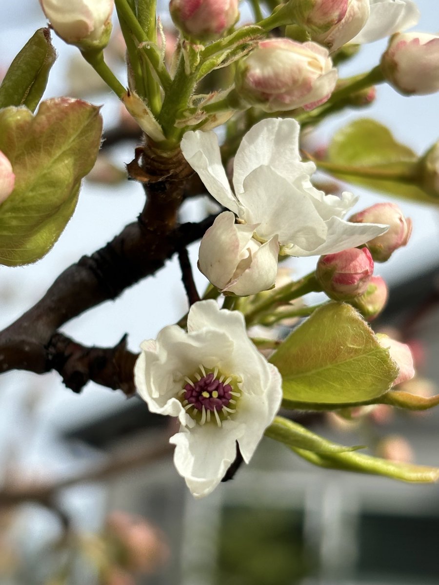 Hello little Cherry Blossom 🥰

#SpringHasSprung