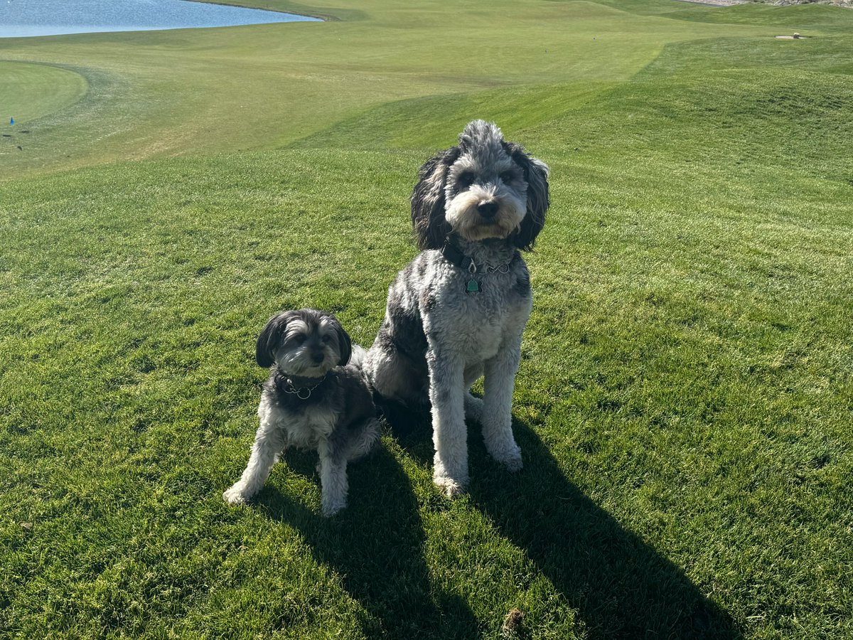Happy National Pet Day! Greetings from our furry friends at Paiute! Freya and Cash are here to spread some joy🐾