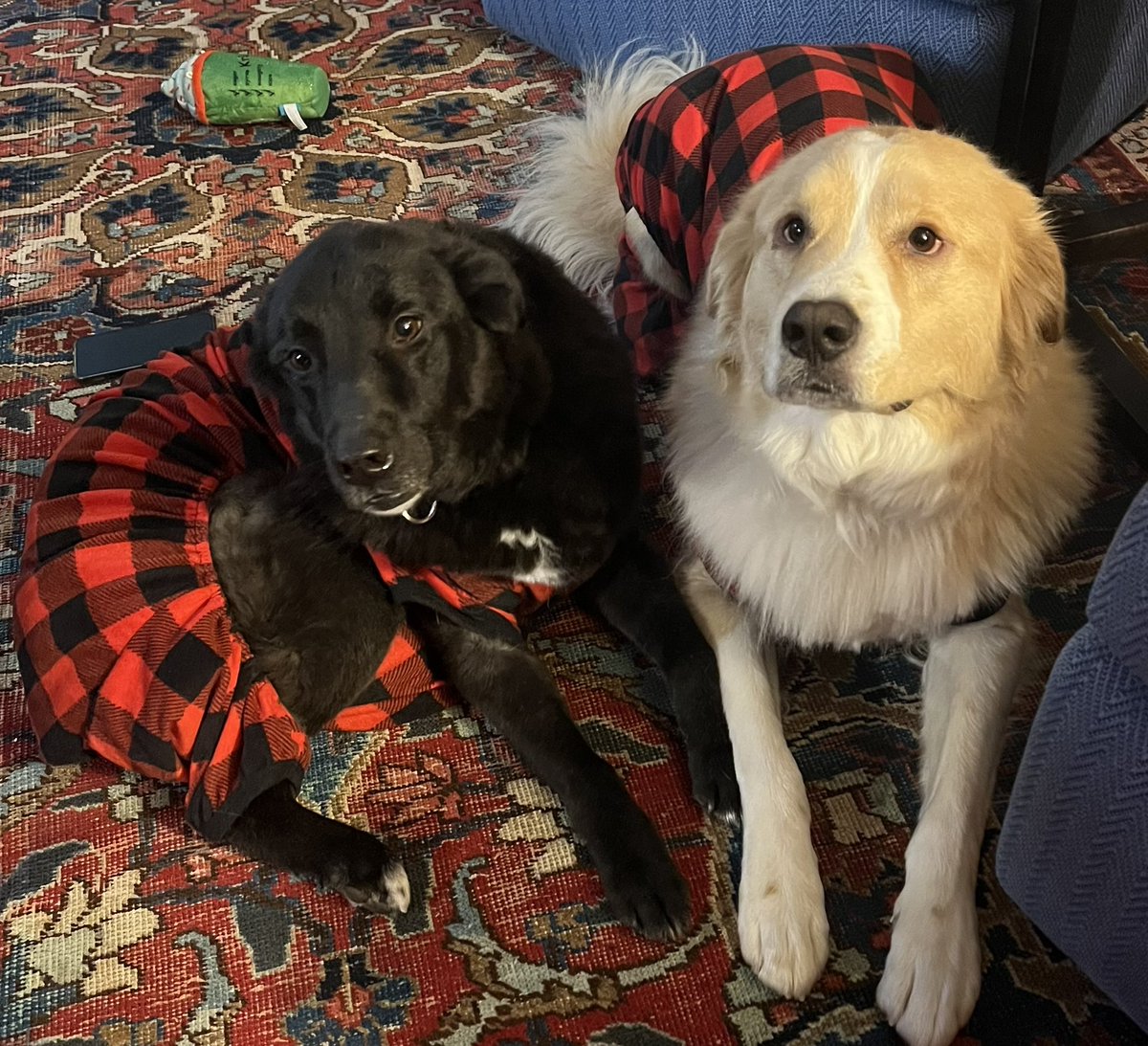 Happy National Pet Day! Holiday throwback of Lola and Oso, but they’re celebrating today, too! #NationalPetDay 🐕‍🦺❤️🦮