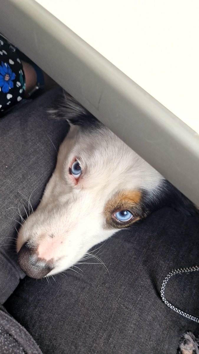 BlindVizn's tweet image. Spent today on a 6 1/2 hour train ride, and had the pleasure of sharing a table with this big adorable fluff
P.S. his name is flash