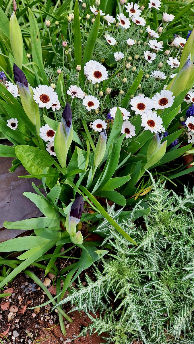 Front garden today 💚 Hosta Marmalade 💚 💛 Tulips 🌷 Dwarf Irises Rhodanthemum Casablanca 🤍