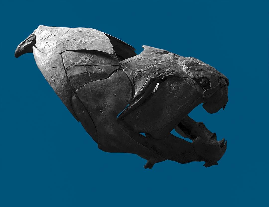 Something fishy @UtahPaleo meet.google.com/crb-fsbp-xbe Great Basin Chap Meeting, April 11 at 7:00 PM MDT Russell Engelman Case Western talk is A Devonian Fish Tale: A New Method of Body Length Estimation Suggests Much Smaller Sizes for Dunkleosteus terrelli (Placodermi: Arthrodira)